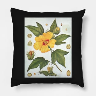 Botanical image of a Sea Island Cotton (Gossypium barbadense) flower Pillow