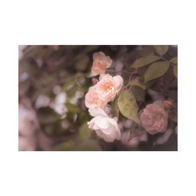 Peachy Pink Vintage Roses by Amy-K-Mitchell