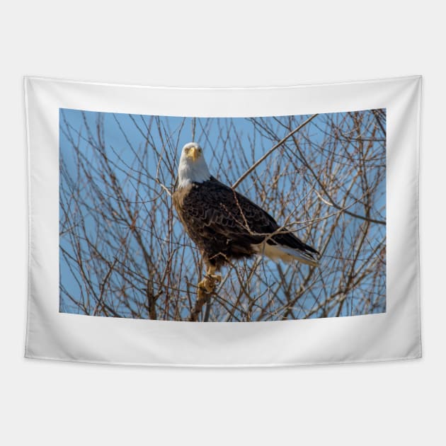 Branched Eagle Profiile Tapestry by zigzagr63