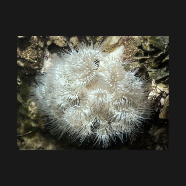 Plumose Anemone (Metridium farcimen) by naturediver