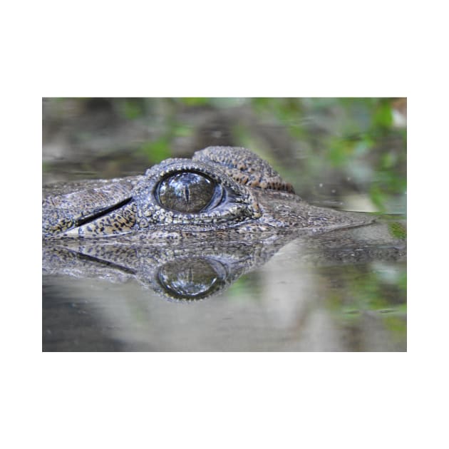 Freshwater Crocodile by kirstybush