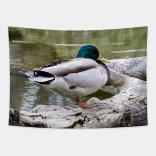 Mallard waking up Tapestry