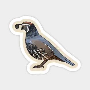 California quail bird cartoon illustration Magnet