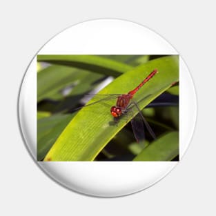 Red Dragonfly Pin