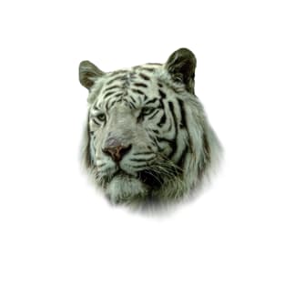 Tiger portrait T-Shirt