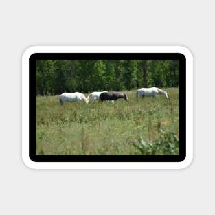 Wild Horse Herd Magnet