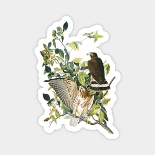 Audubon Broad-winged Hawk Magnet