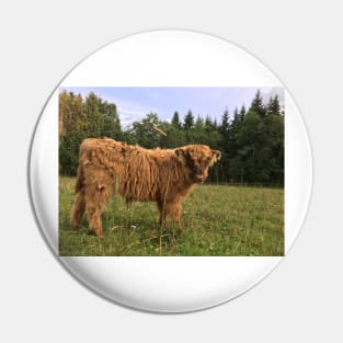 Scottish Highland Cattle Calf 1524 Pin