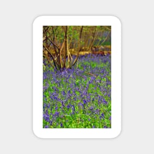 Bluebell Woods Basildon Park Reading UK Magnet