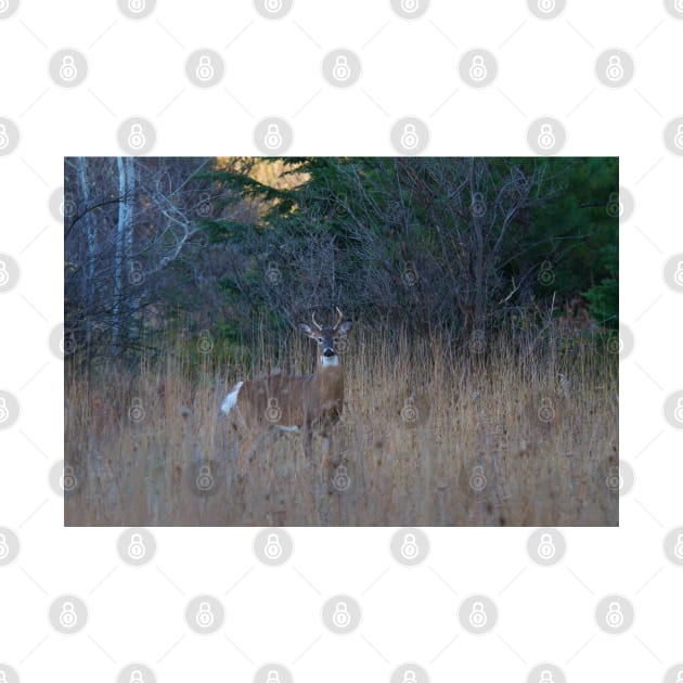 White-tailed Buck by Jim Cumming