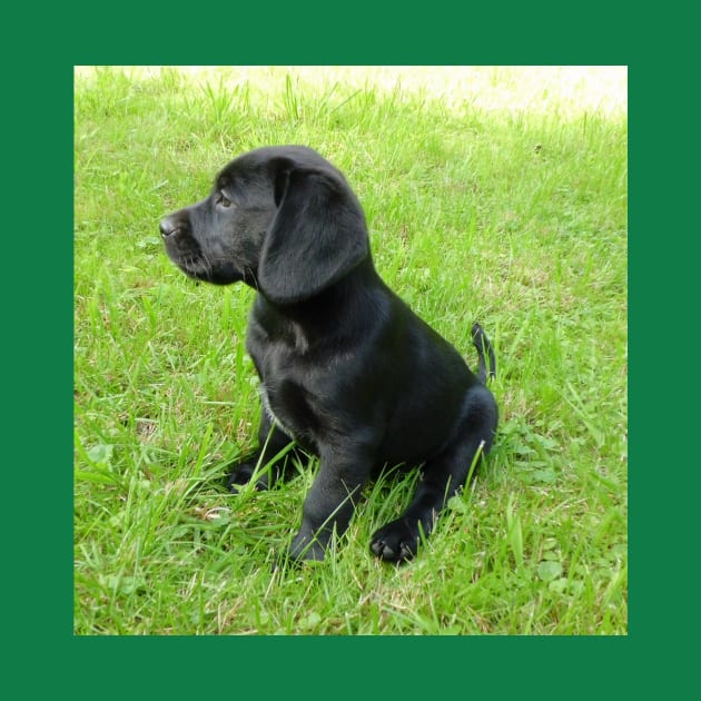 LR black puppy sitting in grass by Wanderingangel