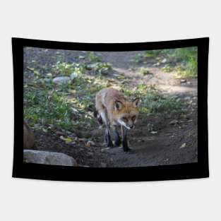 Shedding Red Fox Tapestry