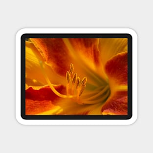 Orange Amaryllis Lily Magnet