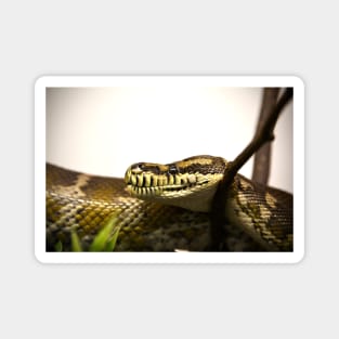 Snake VIII / Swiss Artwork Photography Magnet