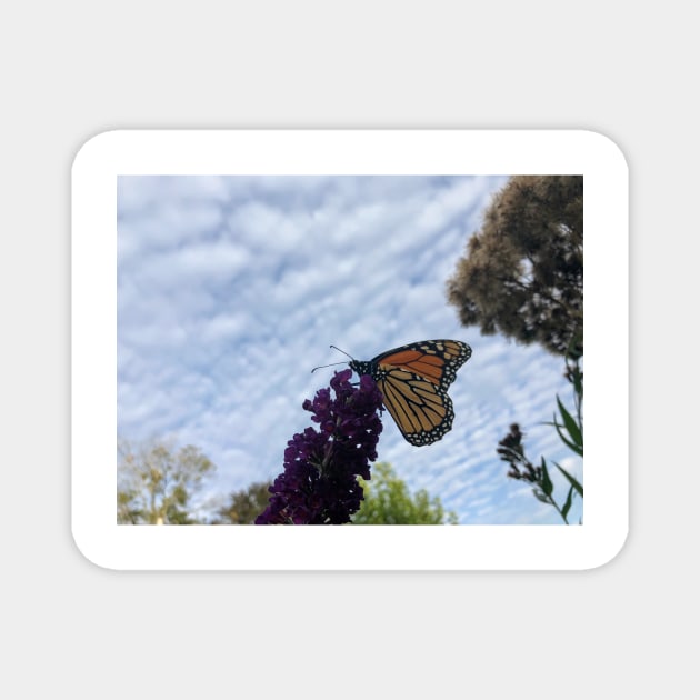 Monarch Butterfly Magnet by emiliapapaya