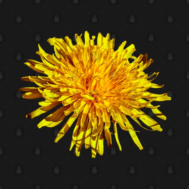 Dandelion flower by dalyndigaital2@gmail.com