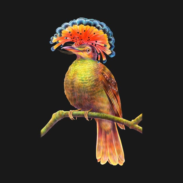 Royal flycatcher by Tim Jeffs Art