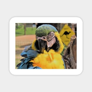 Beautiful Ara Parrot Photo Magnet