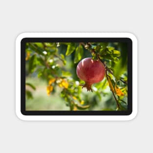 Postcard with Pomegranate - the symbol of prosperity and life. Magnet