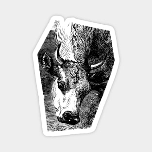 Cow Portrait Black and White Illustration Magnet