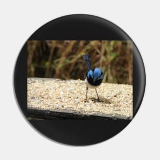 Superb Fairy Wren in Norton Summit 2 Pin