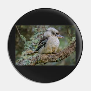 Kookaburra 4 Pin