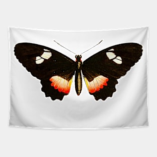 🦋 Himera Longwing (Heliconius himera) Beautiful Butterfly Tapestry