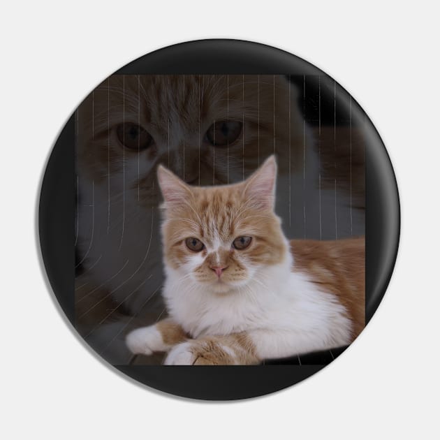 Dramatic Cute Cat Photography Pin by Looly Elzayat