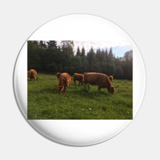 Scottish Highland Cattle Cows 2028 Pin