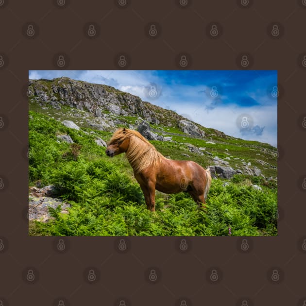 Welsh Mountain Pony by Adrian Evans Photography