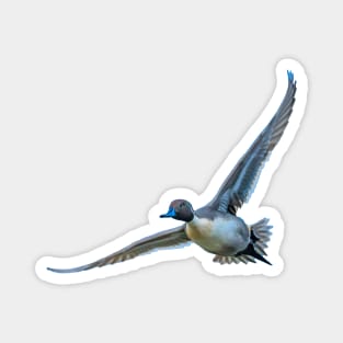 Pintail flyby Magnet