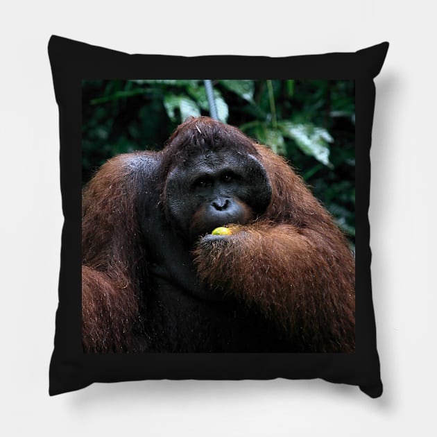 "George" Large male Orangutan, Borneo Pillow by Carole-Anne