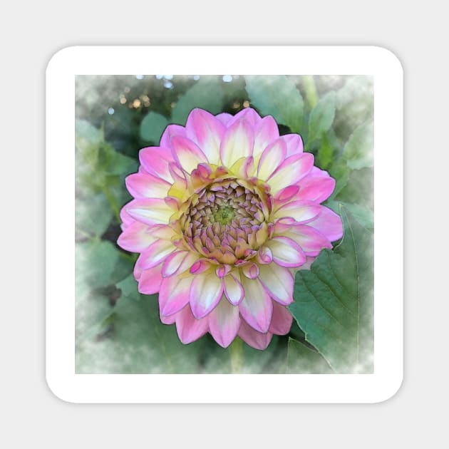 Dahlia Bloom Of Soft Bright Pink, Yellow And White Magnet by KirtTisdale