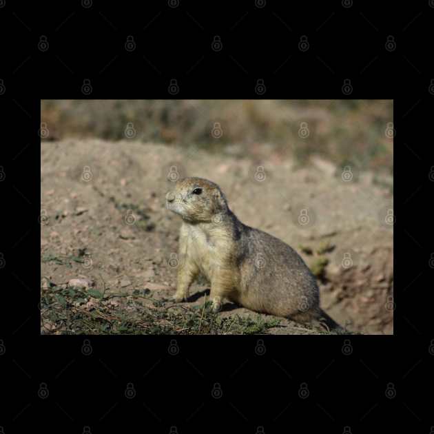 Prairie Dog by MarieDarcy