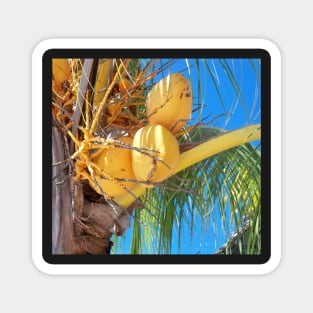 Coconut tree Magnet