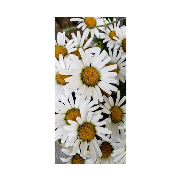 Bouquet of daisies in the garden by Kim-Pratt