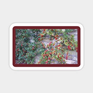 Paris Bois de Boulogne Red Berries Magnet