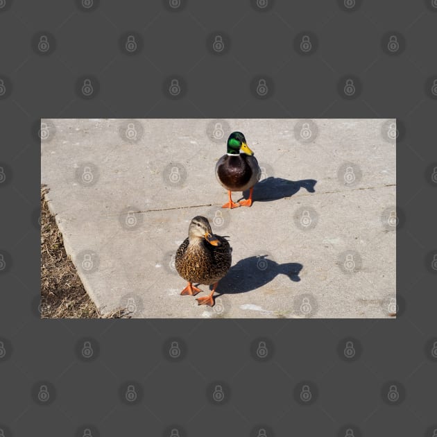 Male and Female Mallard Ducks Waiting On a Sidewalk by BackyardBirder