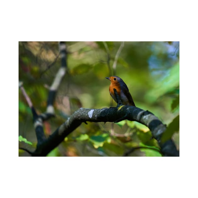 Robin perched on a branch by naturalis