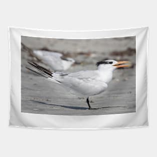 Royal tern Tapestry