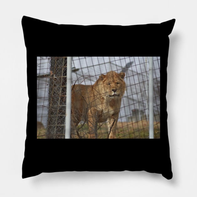 Liger Pillow by MarieDarcy