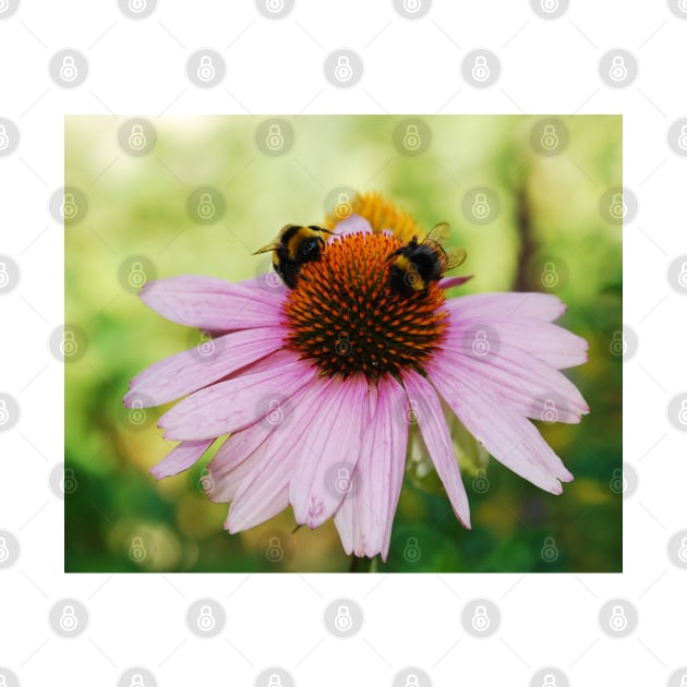 Echinacea Purpurea with Bees by jojobob