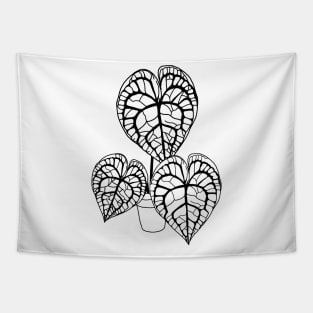 Color In Anthurium clarinervium Tapestry