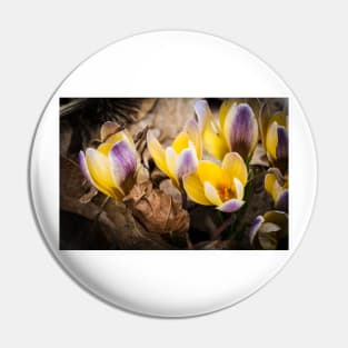 Spring Crocus 1 Pin