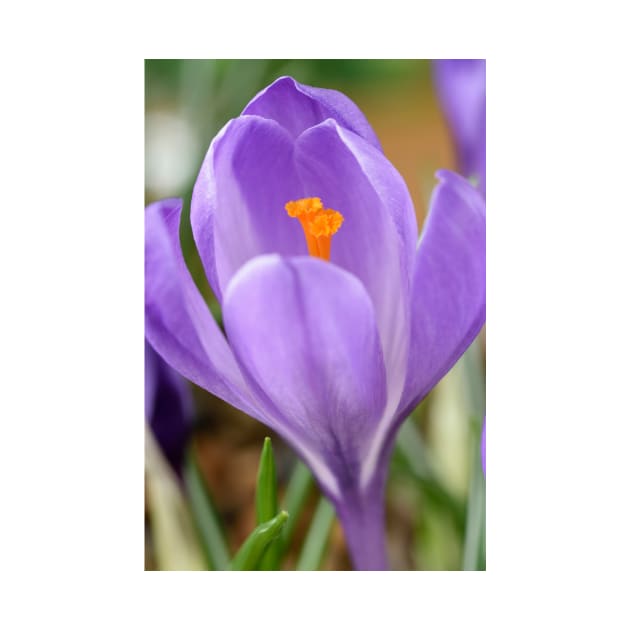 Crocus by chrisburrows