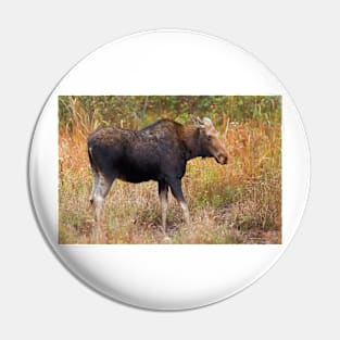 Moose - Algonquin Park, Canada Pin