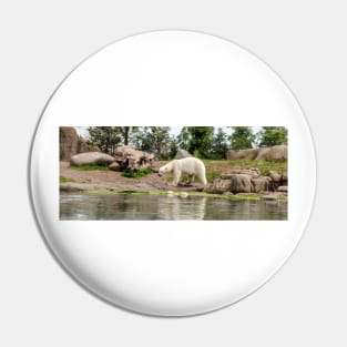 Polar bear walking by lake Pin