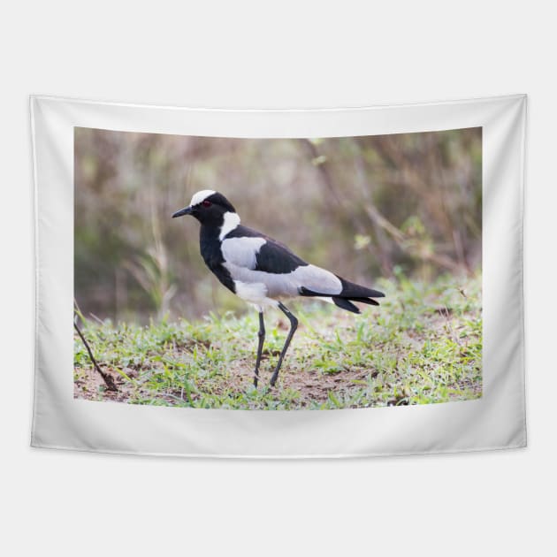 Blacksmith Plover - Krüger National Park, South Africa Tapestry by holgermader