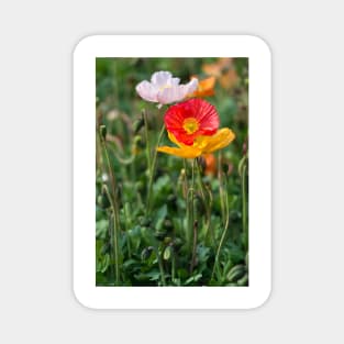 Poppies 2 Magnet