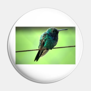 kli hummingbird Pin